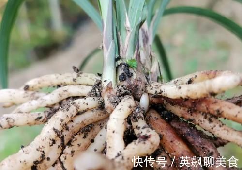 促使兰花发芽的方法，离不开3个要素，20天就见效
