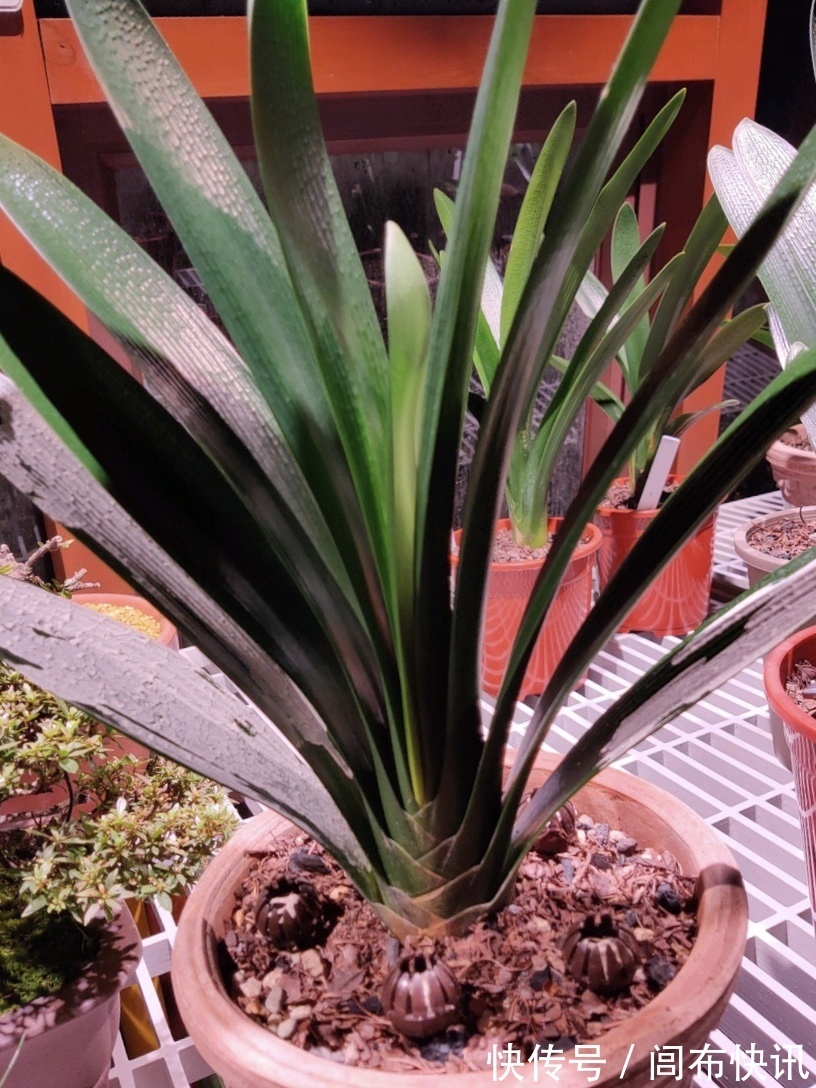养君子兰，了解4个“原则”，新叶整齐、翠绿，入冬长出花箭