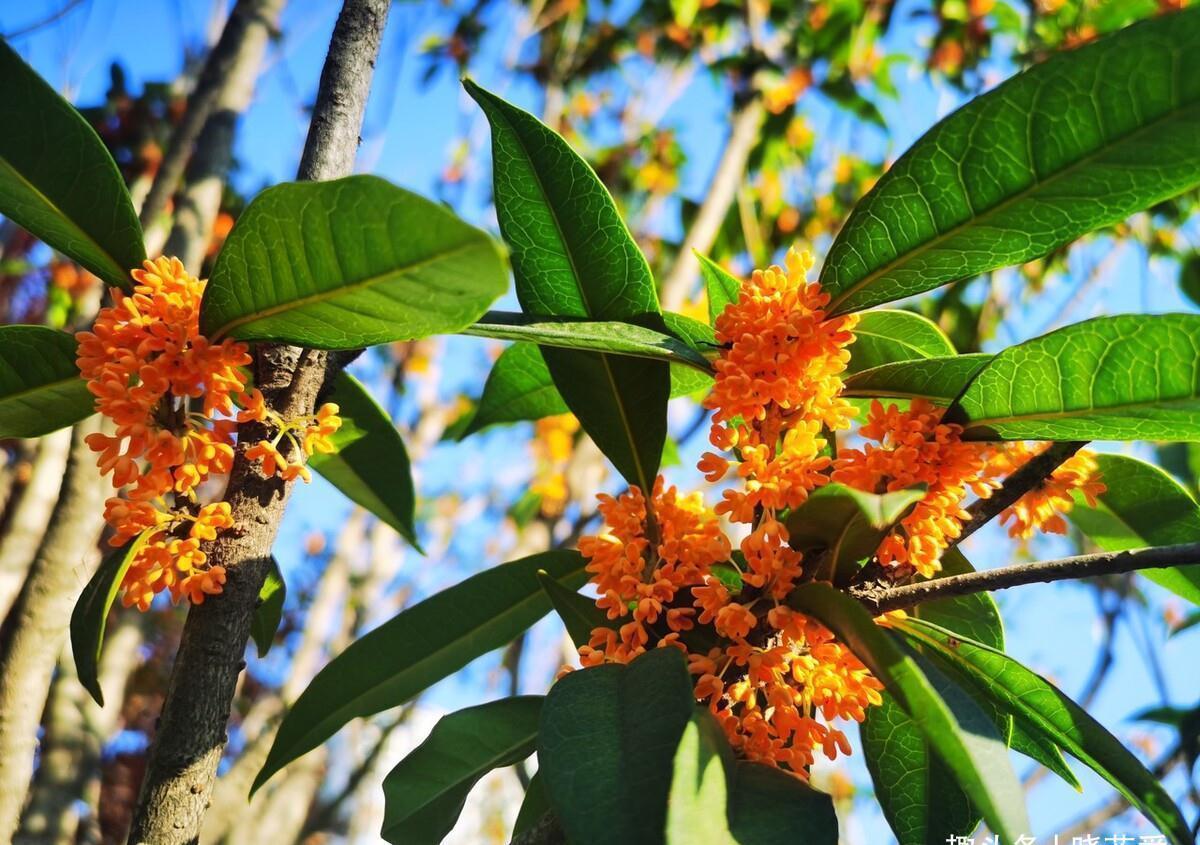 佛手|院子里适合种7种“镇宅树”,随便种一棵,“旺财添福”更旺家