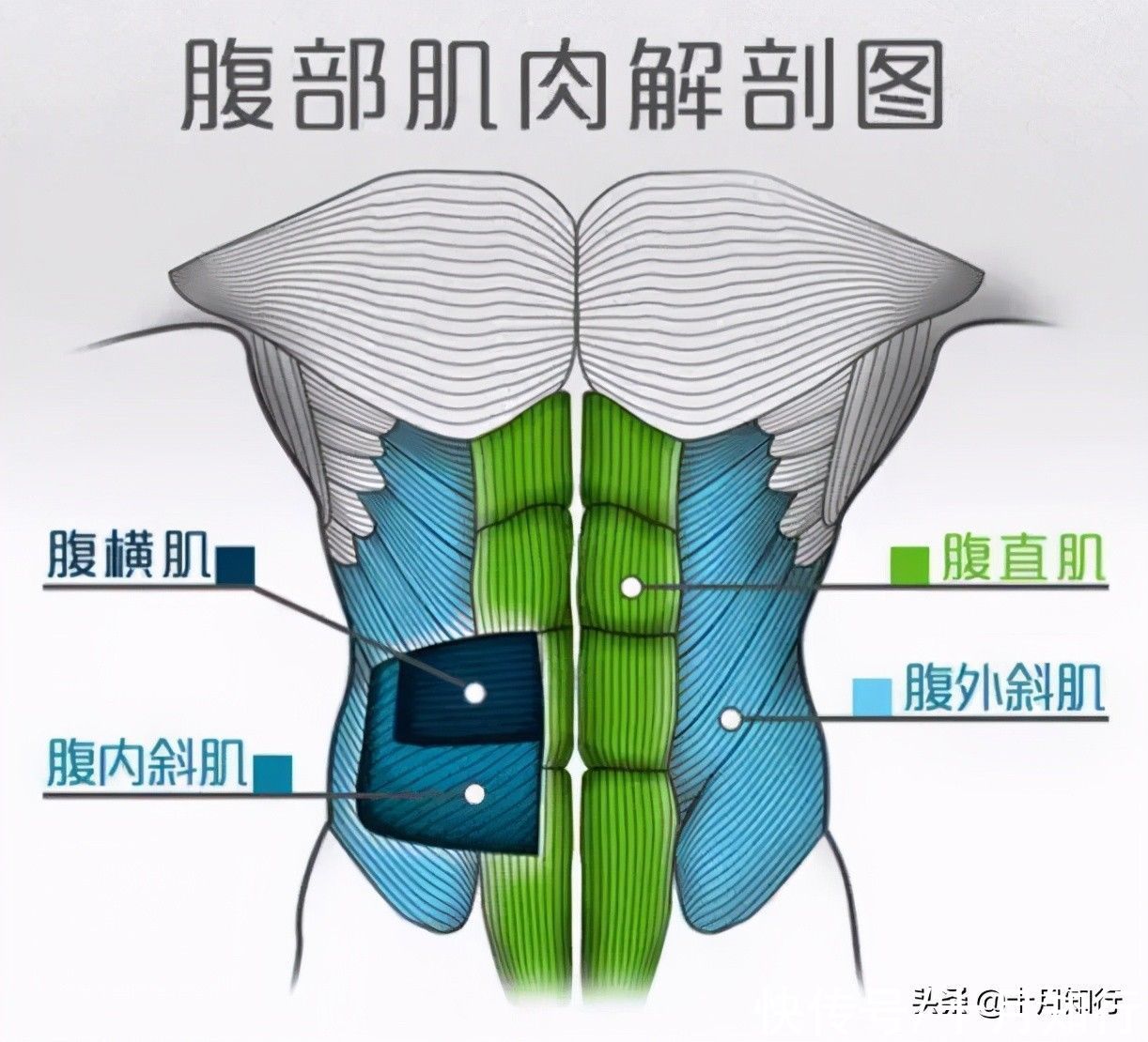 背部|比较简单的侧腹部训练，紧致腰腹两侧线条，避免减脂后的松弛问题
