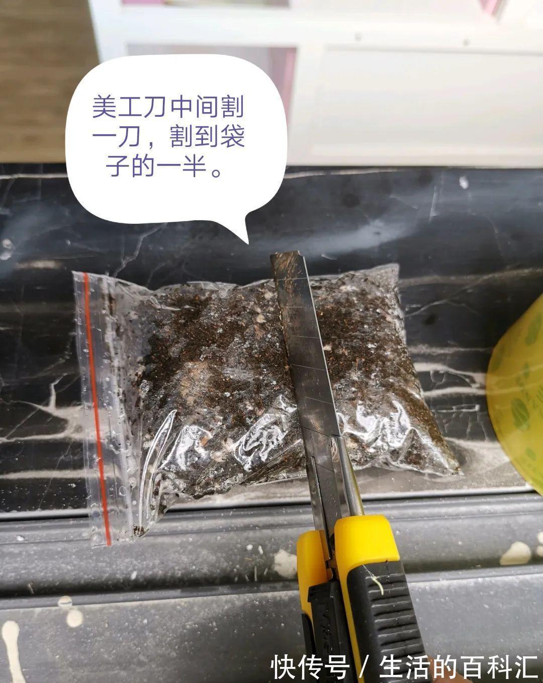 这花不用扦插，枝条套个塑料袋，大白根呼呼冒养花大全昨天