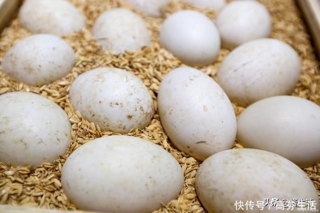 营养|鸡蛋、鸭蛋、鹅蛋哪个营养最高今天总算知道了，以后别再吃错了