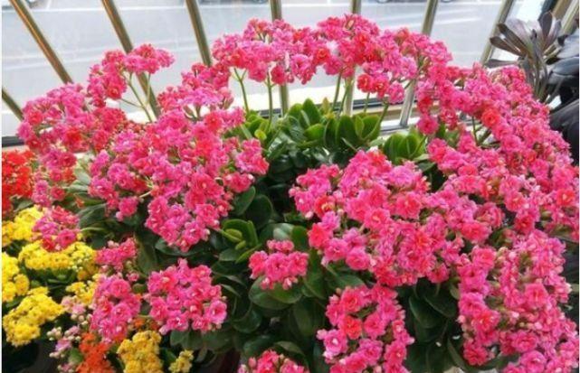 家养几种植物,阳台开出花海,四季繁花似锦,花姿妖娆