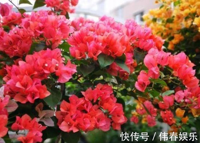 花期|阳台养这几朵花,花开不断,开花漂亮花期长,谁养谁喜欢