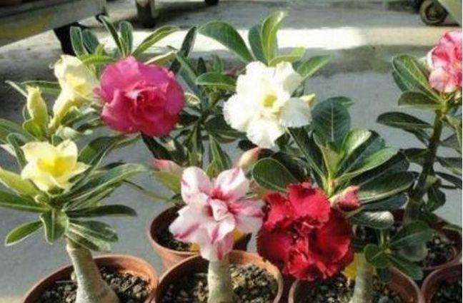 几款花卉,沾土就活,好养又漂亮,养在阳台变成百花园