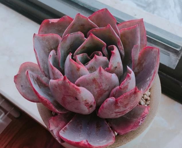 种植多肉植物这样选择植料和花盆,根系生长健壮,多肉长不停