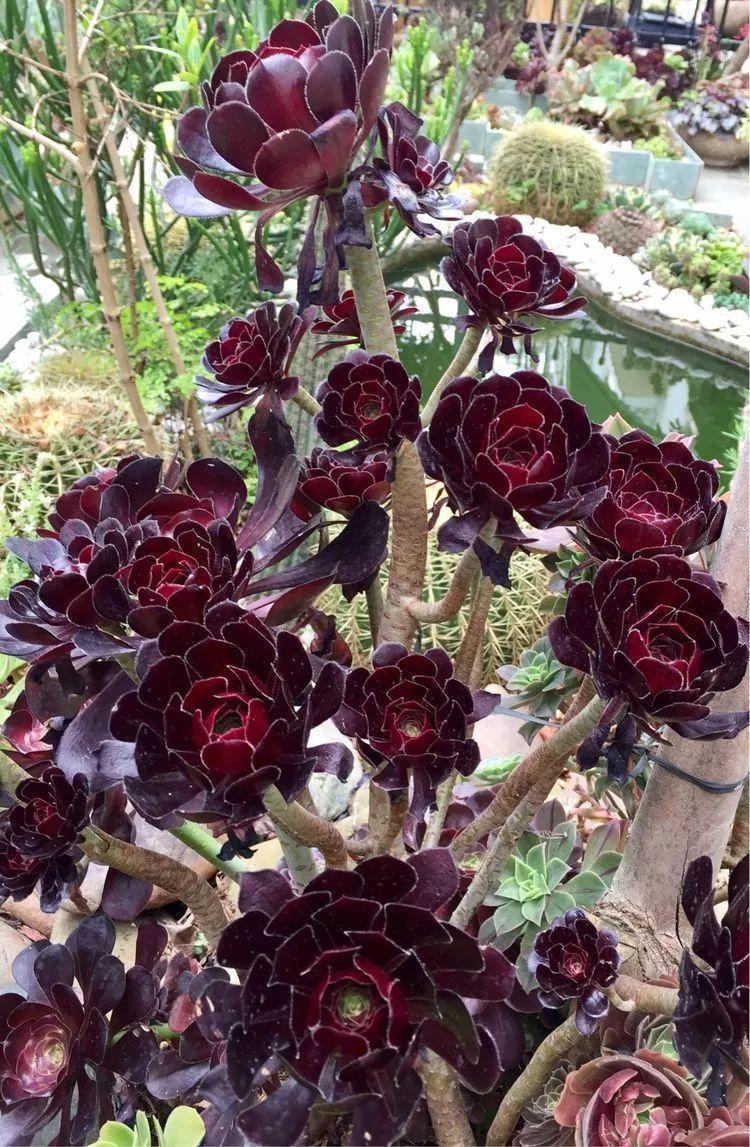 蓝鸟|多肉法师不但长得快,颜色艳品种多,越看越喜欢!