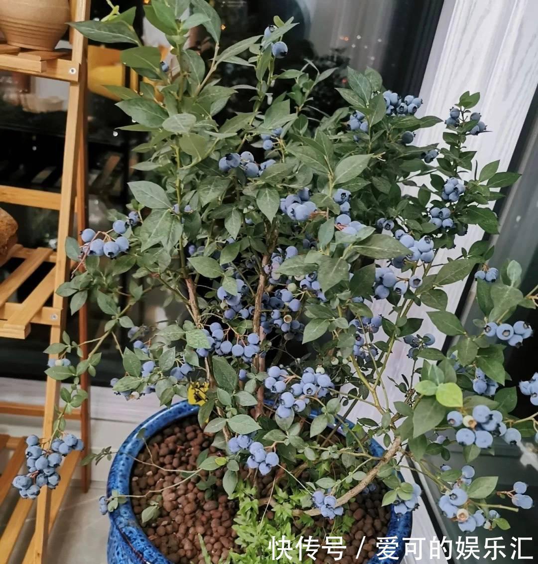 果子|阳台养花也种果,3种水果可盆栽,果子多、味道好、养护简单