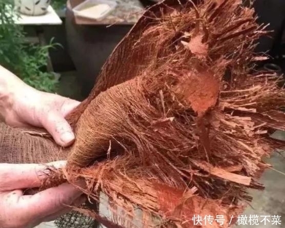  30年前农村很多，小孩常摘来玩，如今是一道美味，但知道的人不多