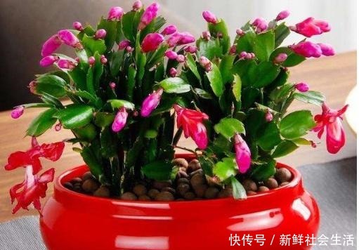 春季养这“4种”植物，花期长又好打理，阳台全年变成“小花园”！