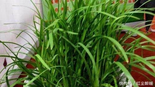 蔬菜|边吃边长的5种蔬菜盆栽,省了菜钱!长的太快吃不完送给邻居