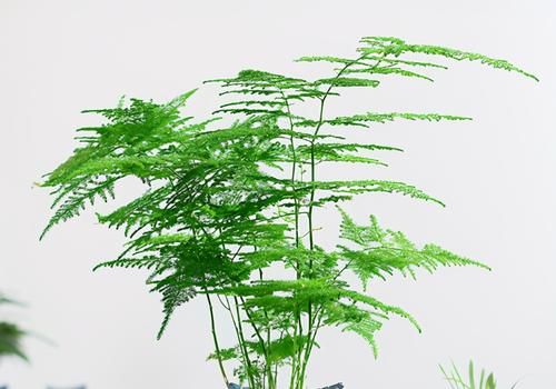 文竹春季养护有讲究，做好这4点，叶片翠绿不发黄，枝条旺盛