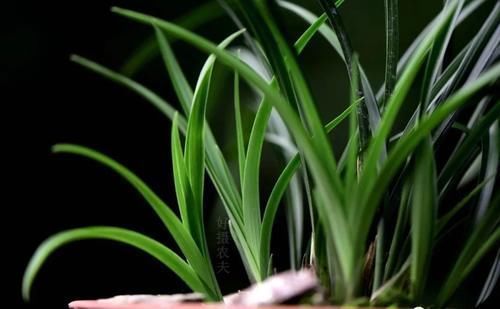 兰花叶子发黑如何补救?简单、有效、又安全的4招