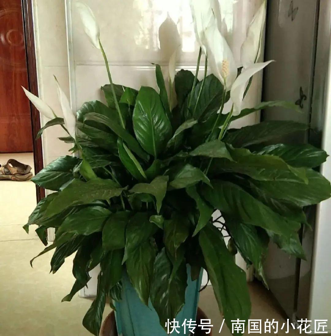 叶片|夏天怕晒的花，赶紧搬到阴凉地儿，再晒成枯杆了