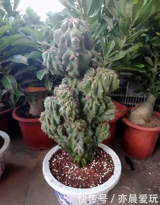 郁郁葱葱|三种“麒麟类”观赏盆栽,想养出郁郁葱葱的状态,你需要这样做