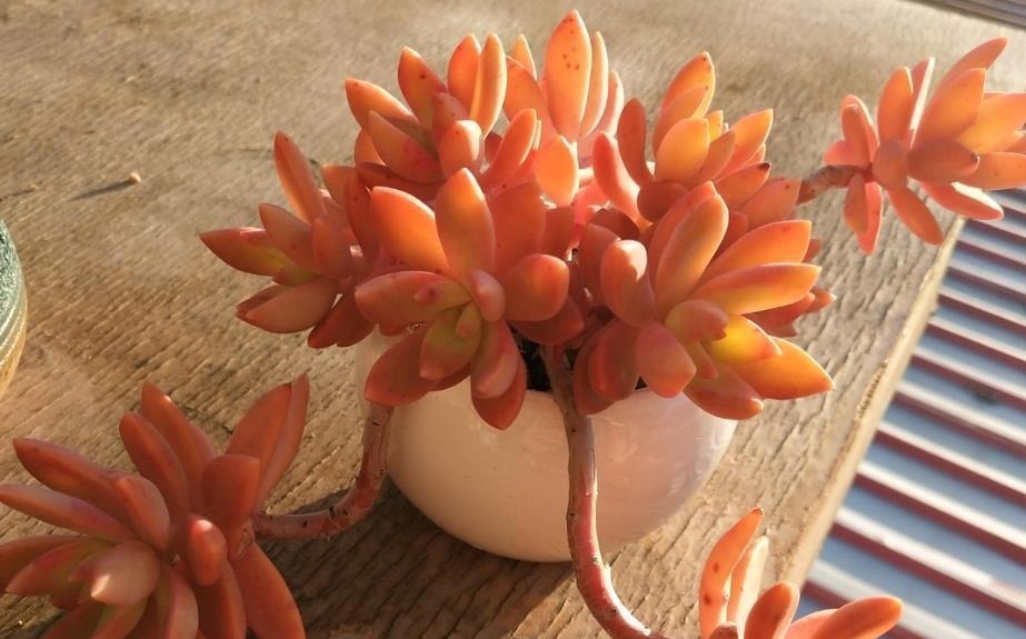 养多肉不想买土？试试此8个品种，它们可以说是最不挑土的多肉了