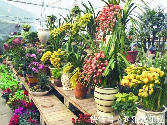 小栈|养花过来人提醒，去花市买花，此“3种”花，再便宜也别带回家