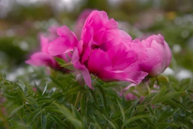 牡丹花香|古浪:牡丹花香润苍松