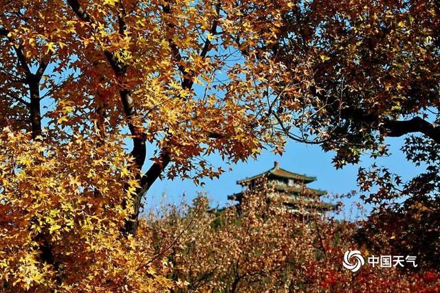  筒子河畔依旧是秋|北京故宫筒子河畔银杏金黄 初冬时节仍有晚秋之美