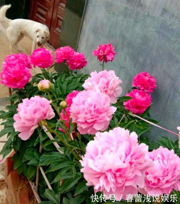 花型|最漂亮的“草本花卉”,花朵跟牡丹花一样漂亮,很值得养,别忽略