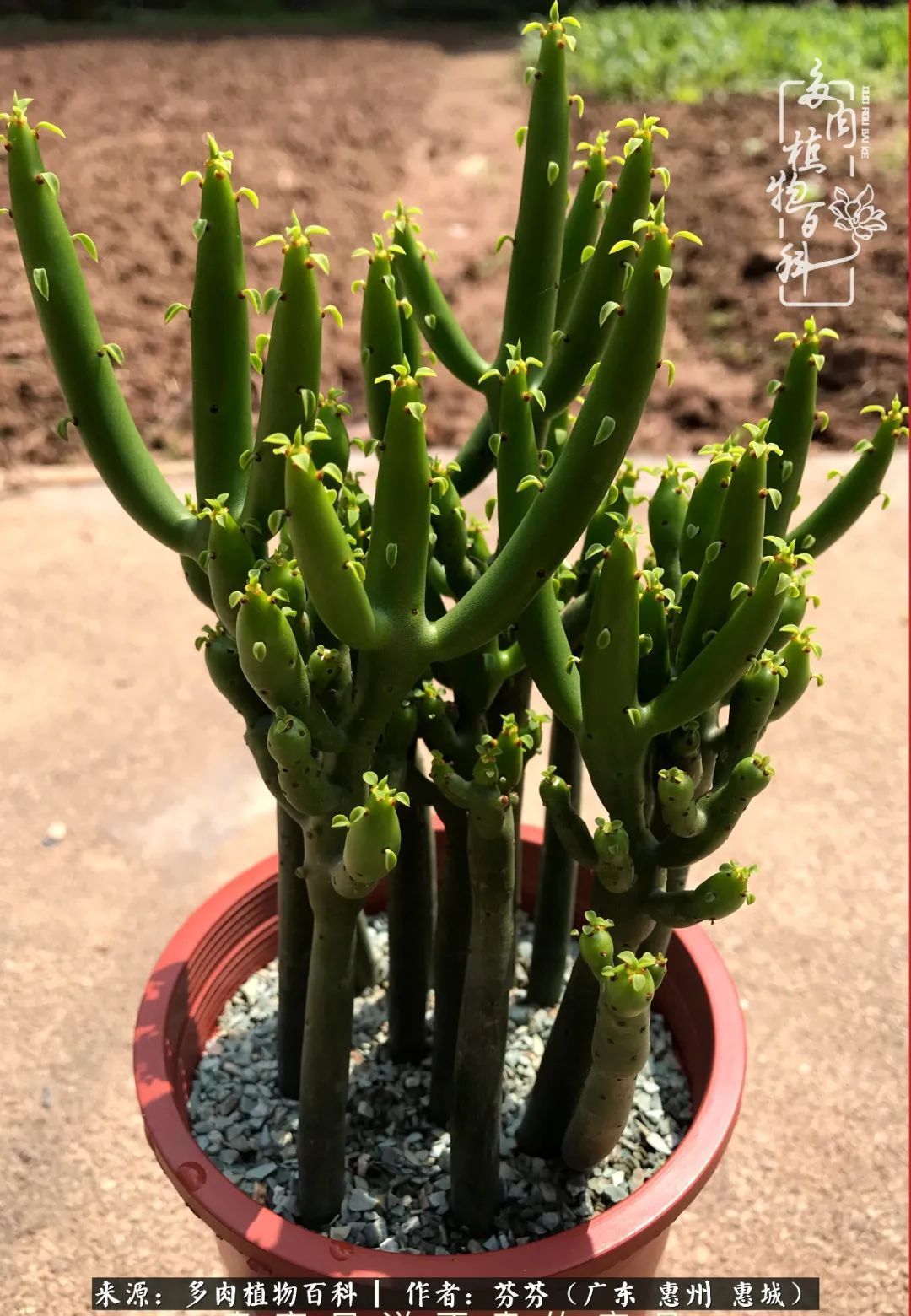 养花|一种爱好就是一种境界，养花养多肉可以培养一个人的心境！