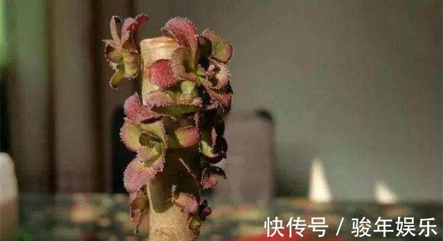 家里养的多肉要舍得“砍头”一盆变两盆多好,教你多肉繁殖小技巧
