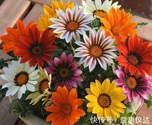 阳台上|到了冬季就盆栽这7样花卉,耐寒能力强,开花美丽又喜庆