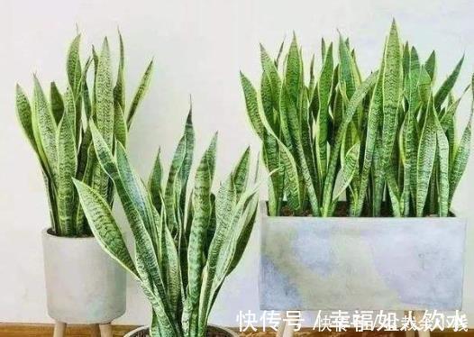 想在客厅养花就选这“5种”,它们好看又好养,一月浇一次水就行