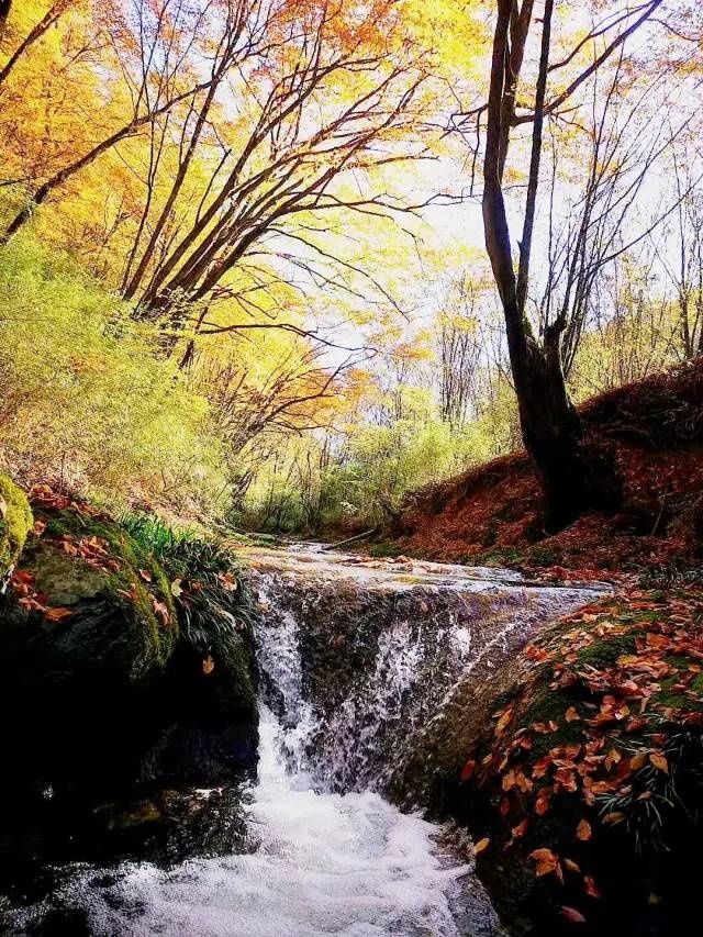  颜值|鼓城山红叶迎来颜值巅峰，快去打卡吧~