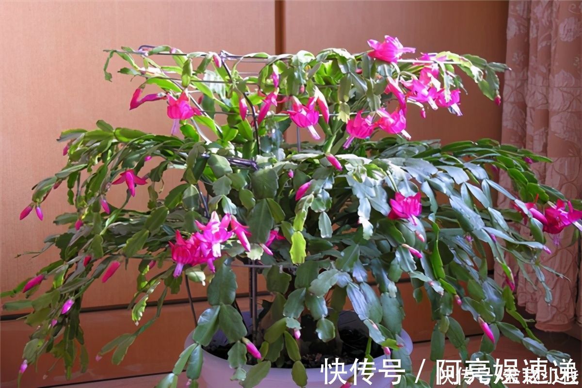 “开花劳模”有哪几种?4种花易绽放,花骨朵惹人爱