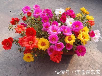 朱顶红|此5种花,怎么折腾都不会死,一盆养20年都没问题