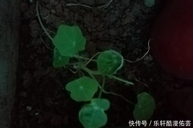 金丝荷叶花。不开花,看叶子也挺好看的