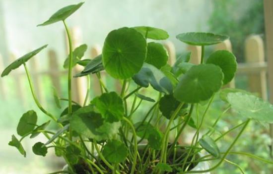 发财树|君子兰、发财树,夏天这么浇水,等着收尸吧