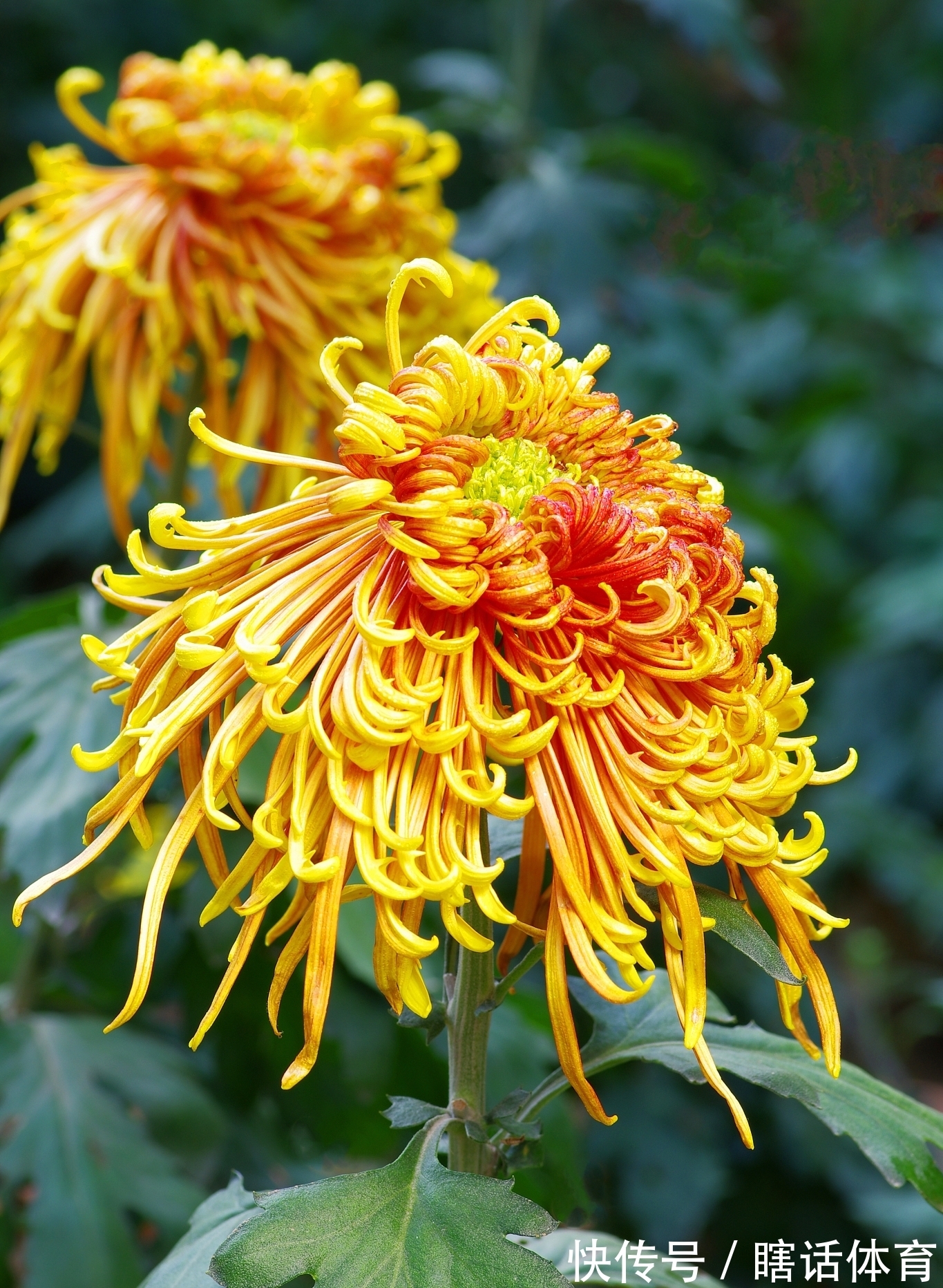 丹桂|牛背一笛催日落，稻花十里漫秋香。《秋香》对联47副