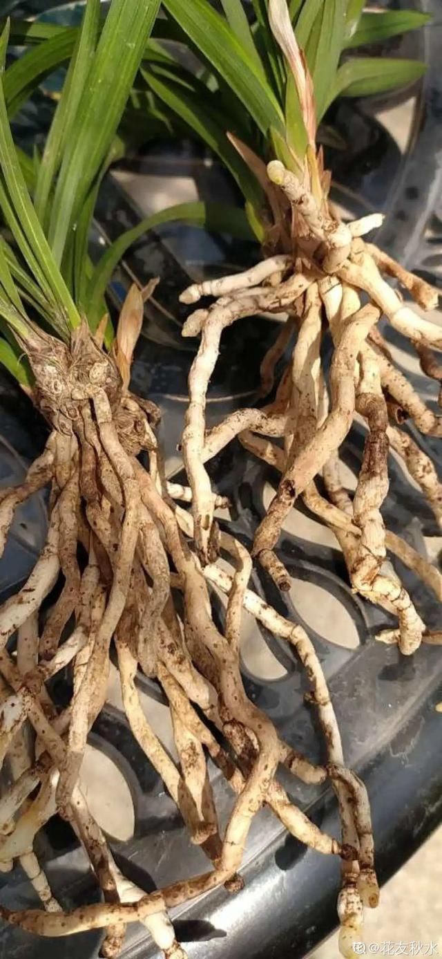 3种花不用扦插,掰下来就能活,1盆变10盆,懒人也能养