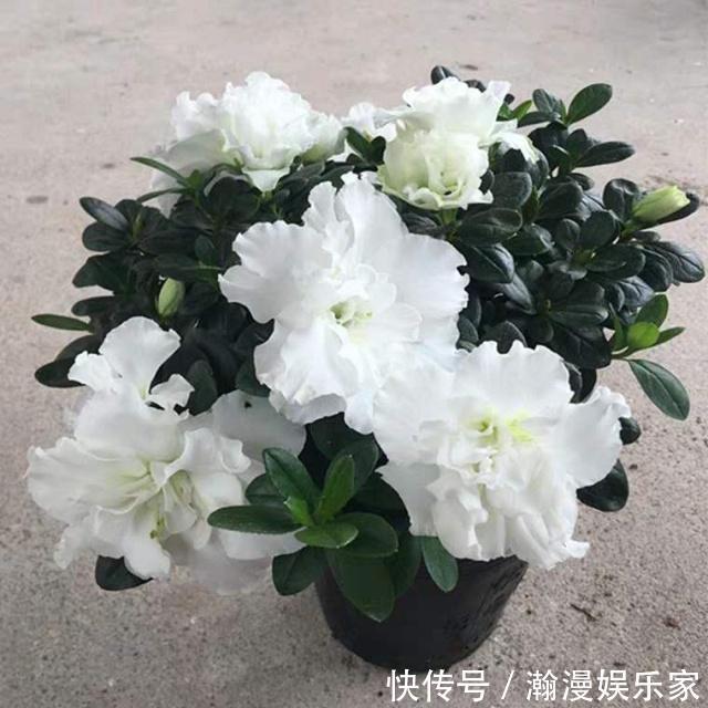 健壮|扦插花卉,必须要用“生根液”错,做好1点,很快就生根!