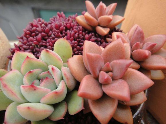 多肉夏天“整了容”,肉嘟嘟的叶片全萎蔫,教你几招,真好用