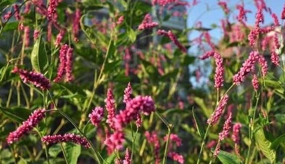 辣蓼|这种“奇葩花”，喜欢长在公厕旁，像极了薰衣草，其实可以做凉菜