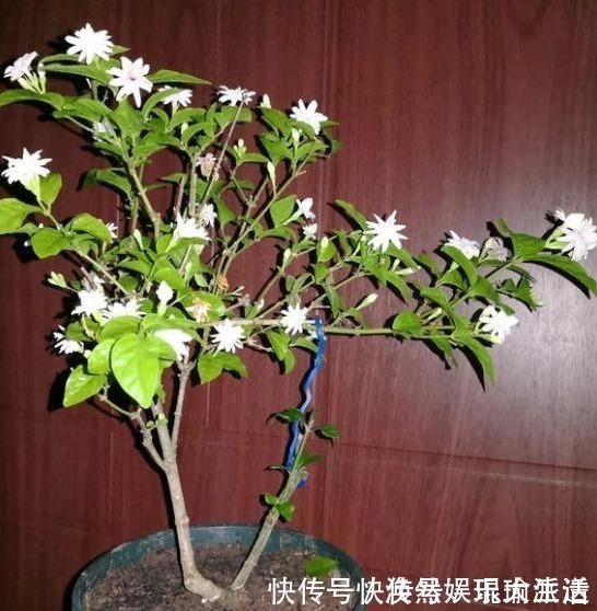 茉莉花僵苗不生长，两种解决“方案”，巧判断，恢复很简单