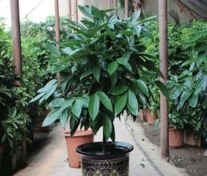 大又深的花盆不讨喜?养上这些花,做好几件事,大气又漂亮!