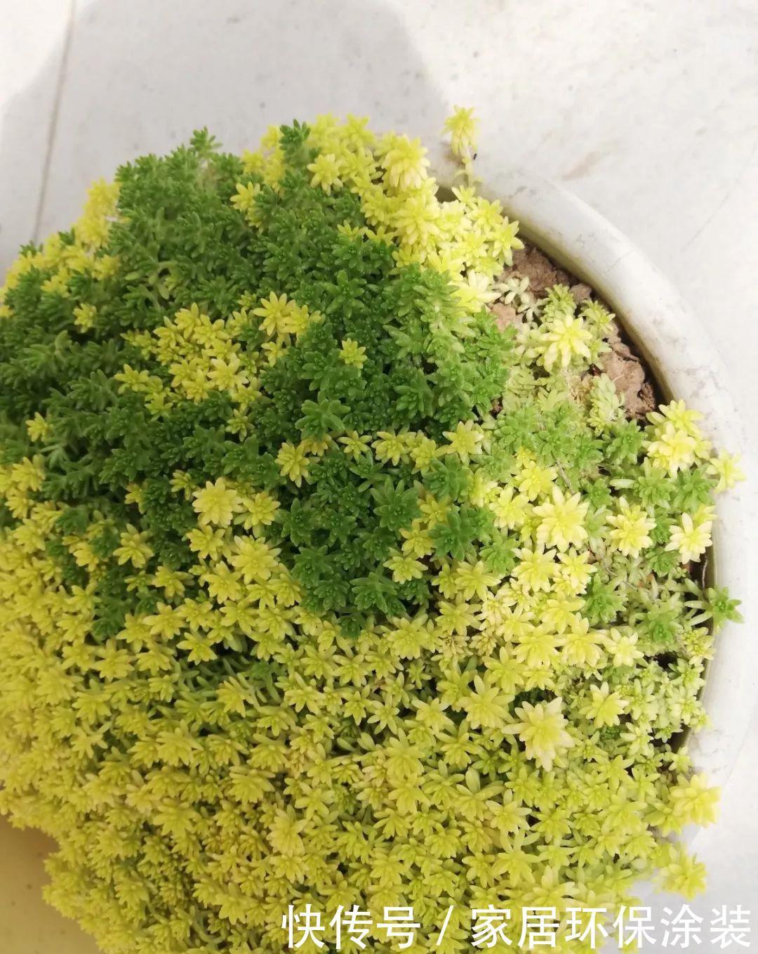 家里养盆它,财源滚滚来,让你新年越来越有钱!