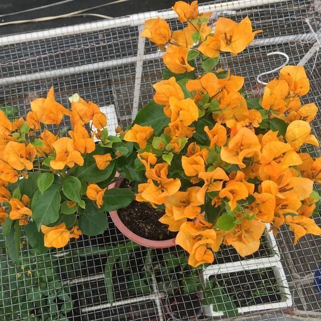 3种花都是“酸水”喂大的，每月浇点醋，黄叶消失，花满枝