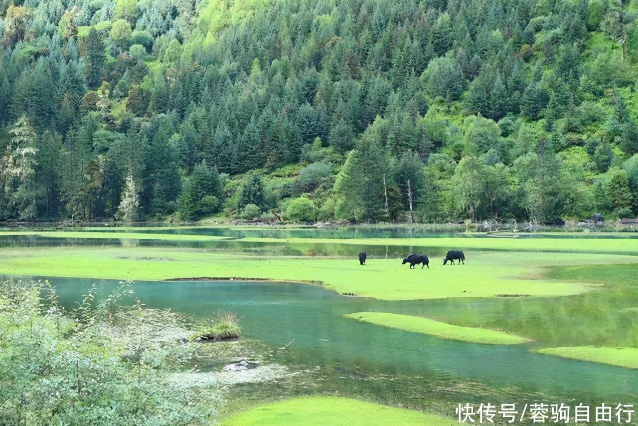 甘孜藏区大山深处世外桃源，竟招如此对待