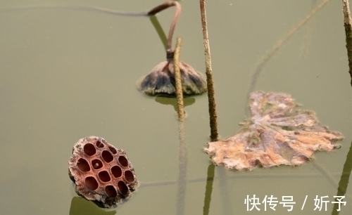 荷叶绿！一季繁花今渐落，满塘荷叶绿中残；八首婉约词，领略秋荷的美