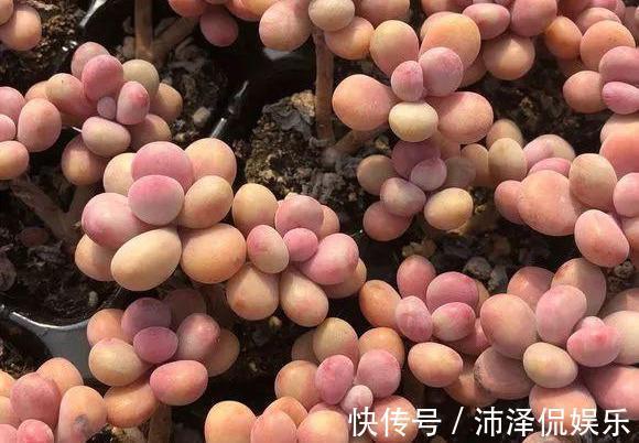 便宜|阳台养多肉，桃蛋粉嘟嘟，一生百，百生千，变成小桃林