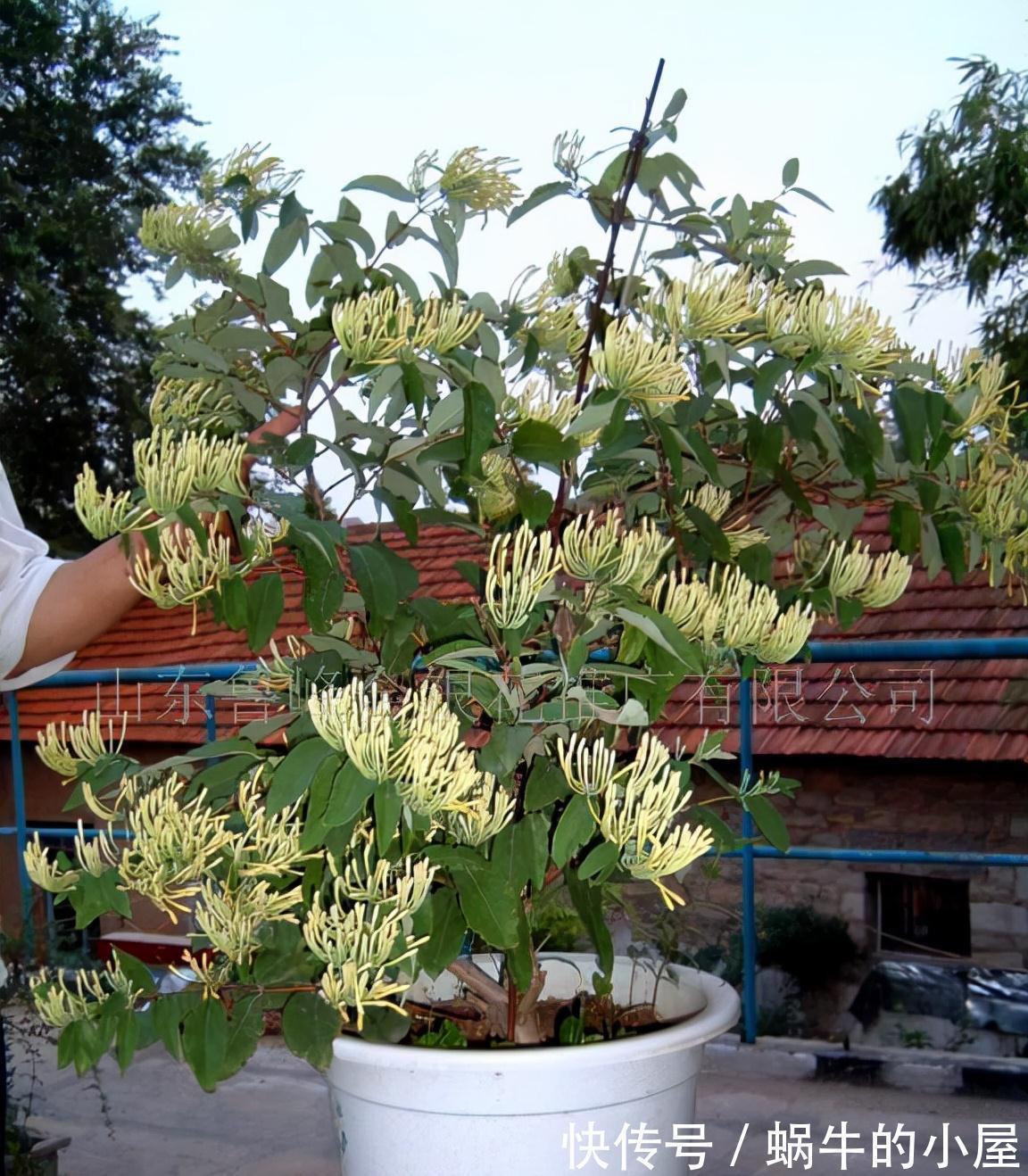 6种“老人花”,漂亮清香,吉利又大方,你养着花,花也养着你