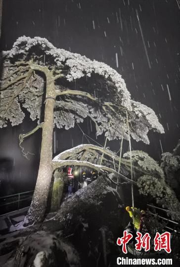 安徽|安徽黄山光明顶累计积雪深度11cm 古树名木无损伤