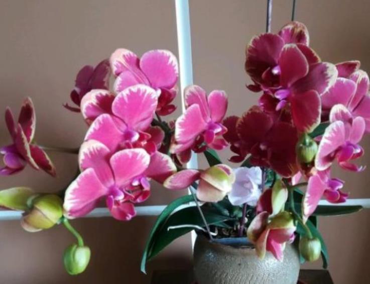 春季蝴蝶兰花期结束,垃圾桶边多转转,捡到救一救,救活就是赚到