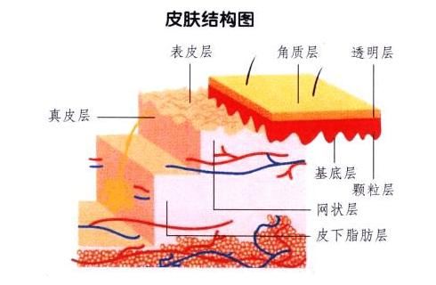 一篇文带你了解中胚层疗法