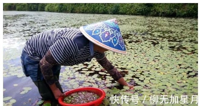 池塘|池塘里的这种野味,人称“补锌之王”,曾为宫廷贡品,见到别错过!